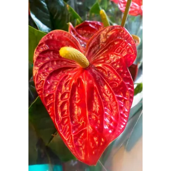 Red Anthurium 